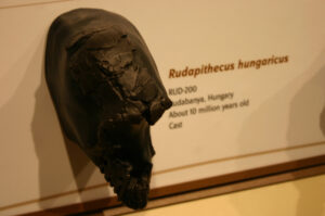 Rudapithecus hungaricus